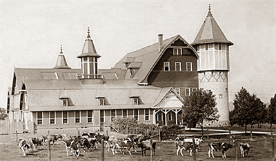 Cows in front of the Dairy Barn at the UW College of Agriculture, ca. 1910